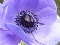 16.webp