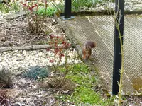 Eichhörnchen.webp