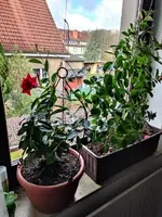 Dipladenia.webp