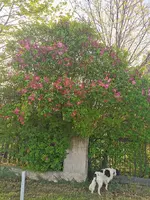 IMG_20260411_170057.webp