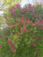 IMG_20260411_170114.webp