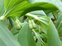 15.webp