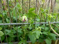 10.webp
