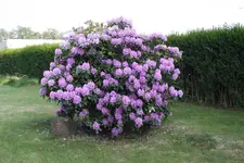 garten_02 (1).webp garten_02 (1).webp