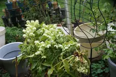 DSC01168.webp