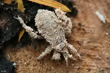 näküouu.webp