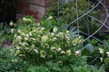 Frühling          3626.webp