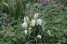 Frühling          3726.webp
