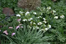 Frühling          3826.webp