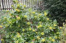 Frühling          3926.webp