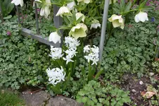 Frühling          4026.webp