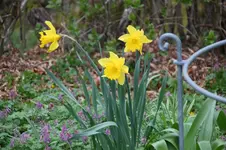Frühling          4126.webp