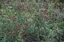 Frühling          4226.webp