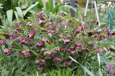 Frühling          4326.webp