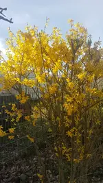 Forsythie.webp