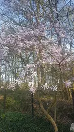 Sternmagnolie.webp