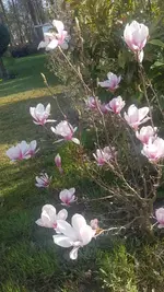 Tulpenmagnolie (2).webp