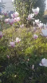 Tulpenmagnolie.webp