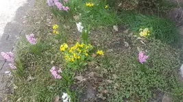 Vorgarten.webp