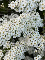 IMG_7987.webp