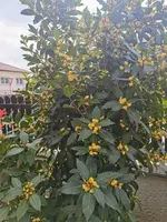 IMG_20260415_150005.webp