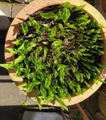 IMG_20260415_160909.webp