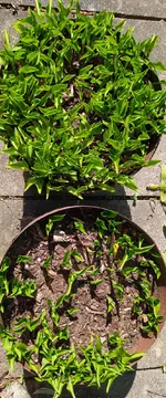 IMG_20260415_160833.webp