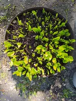 IMG_20260415_114416.webp