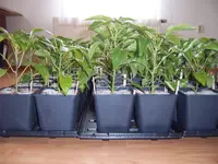 Paprika 16.04 (3).webp