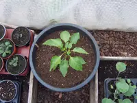 Paprika 16.04 (5).webp