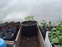 Paprika 16.04 (6).webp