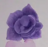 2026MÖlViolett.webp