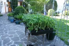 Mai  0120.webp