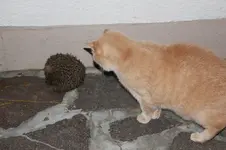 Rudi und Igel 0126.webp