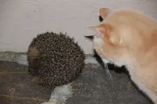 Rudi und Igel 0226.webp