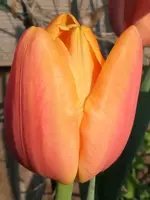2026TuBelleVi.webp