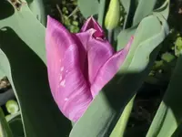 2026TuPurple.webp