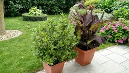 IMG_20180617_170002158.webp