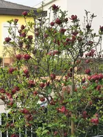 IMG_20260417_075239.webp