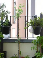 Miracose.webp