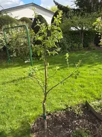 image.webp