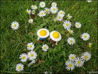 c046.webp