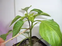 Königsblüte (1).webp