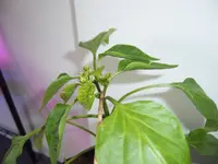 Königsblüte (2).webp