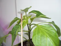 Königsblüte (3).webp