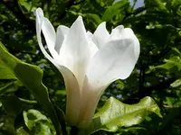 12.webp