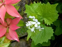 19.webp