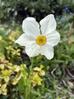 April II.webp
