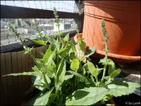 c048.webp