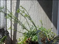c050.webp